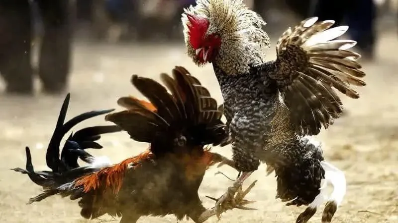 Giới thiệu về đá gà ABC8