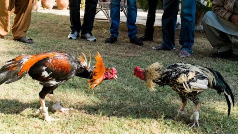 Hướng dẫn cách chơi đá gà trực tiếp C1 ABC8