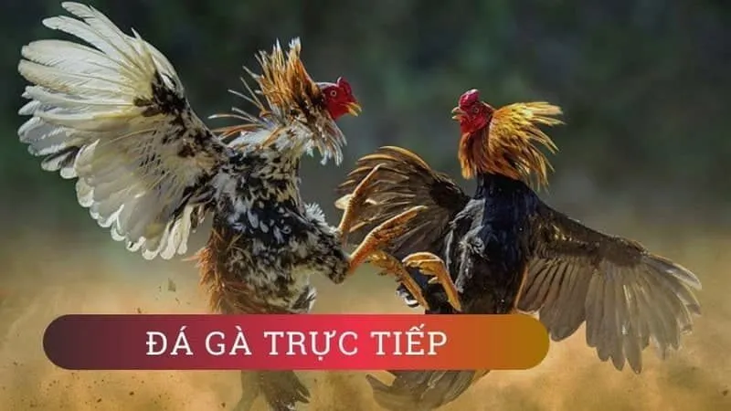 Đá gà trực tiếp Thomo ABC8 là gì?